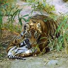Tigermama mit ihrem Jungen