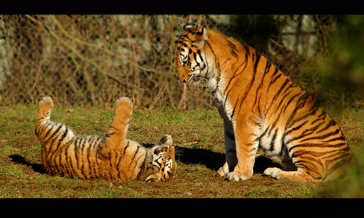 Tigermama mit verspielten Jungen