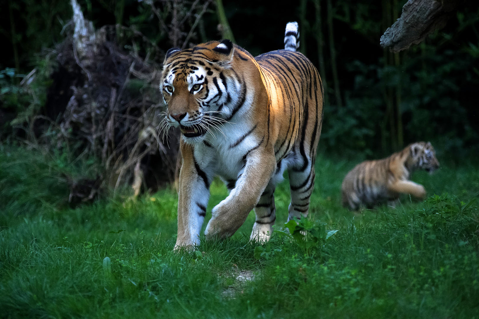 Tigermamma im Spieltrieb