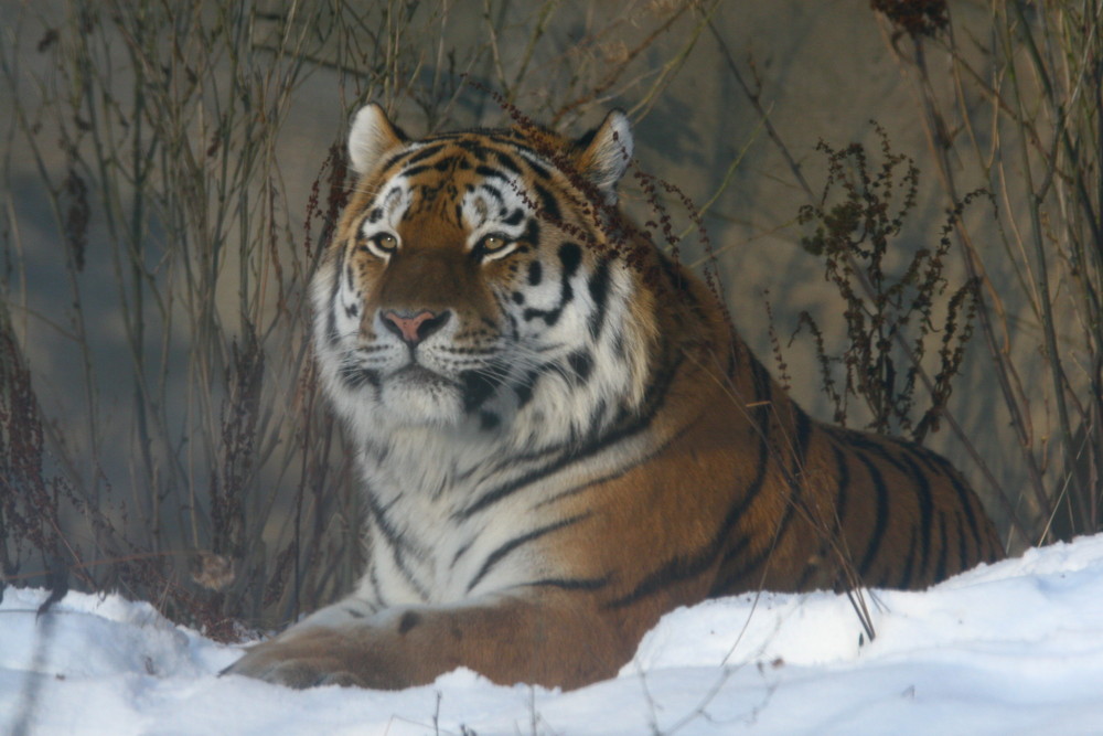 Tigermann im Schnee