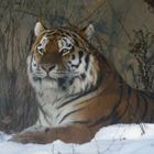 Tigermann im Schnee