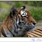 Tiger...mein Lieblings Tier