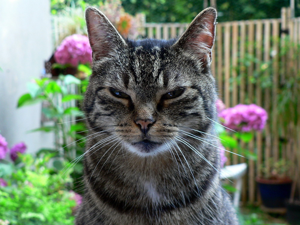 Tigermöppel als Coolcat