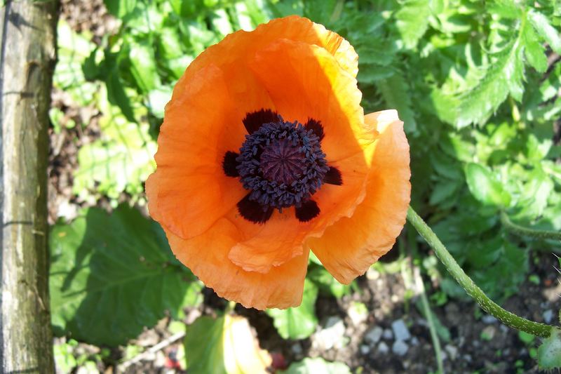 "Tigermohn"