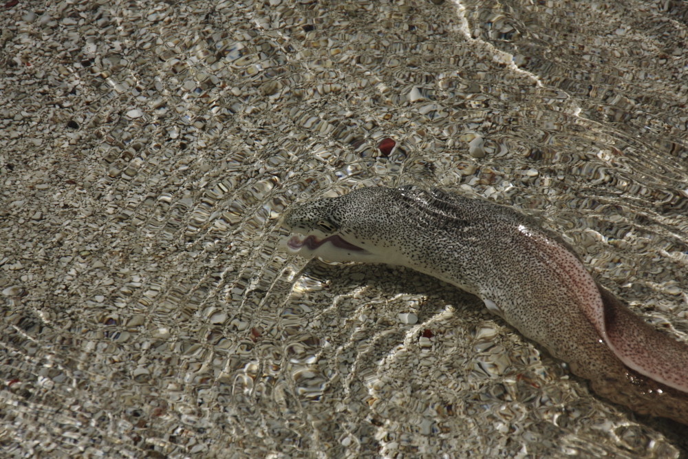 Tigermoräne am Strand