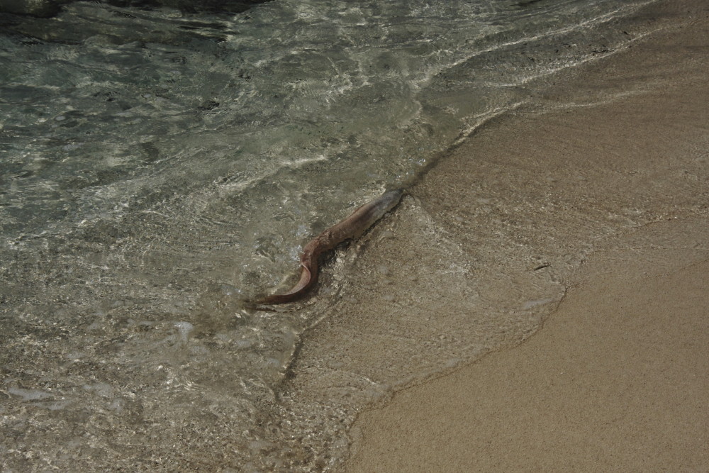 Tigermoräne am Strand 2