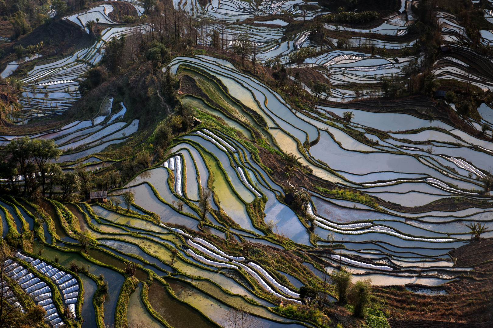 Tigermouth Rice terraces