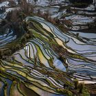 Tigermouth Rice terraces