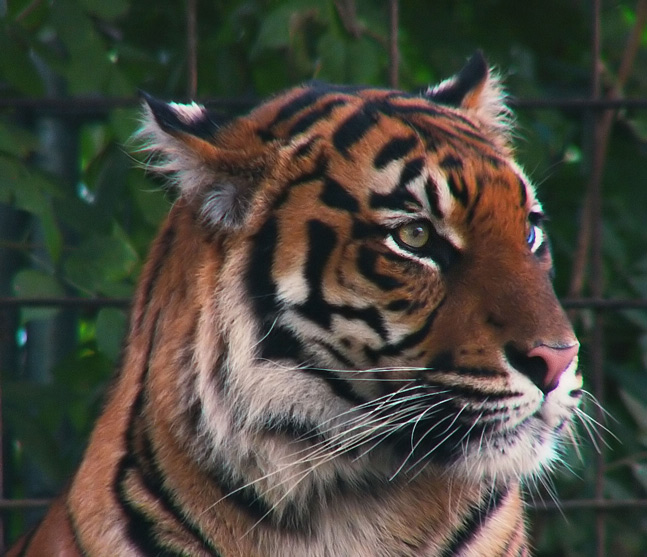 Tigermutter im Krefelder Zoo