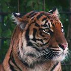 Tigermutter im Krefelder Zoo