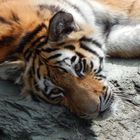 Tigernachwuchs 1 Jahr alt