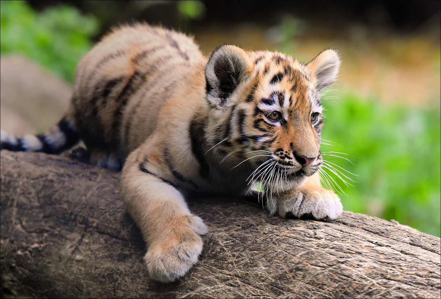 Tigernachwuchs Duisburger Zoo