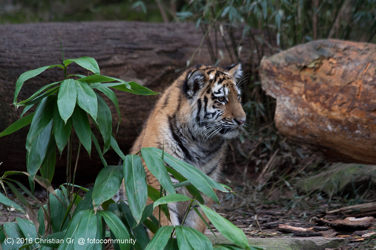 Tigernachwuchs - Januar 2016