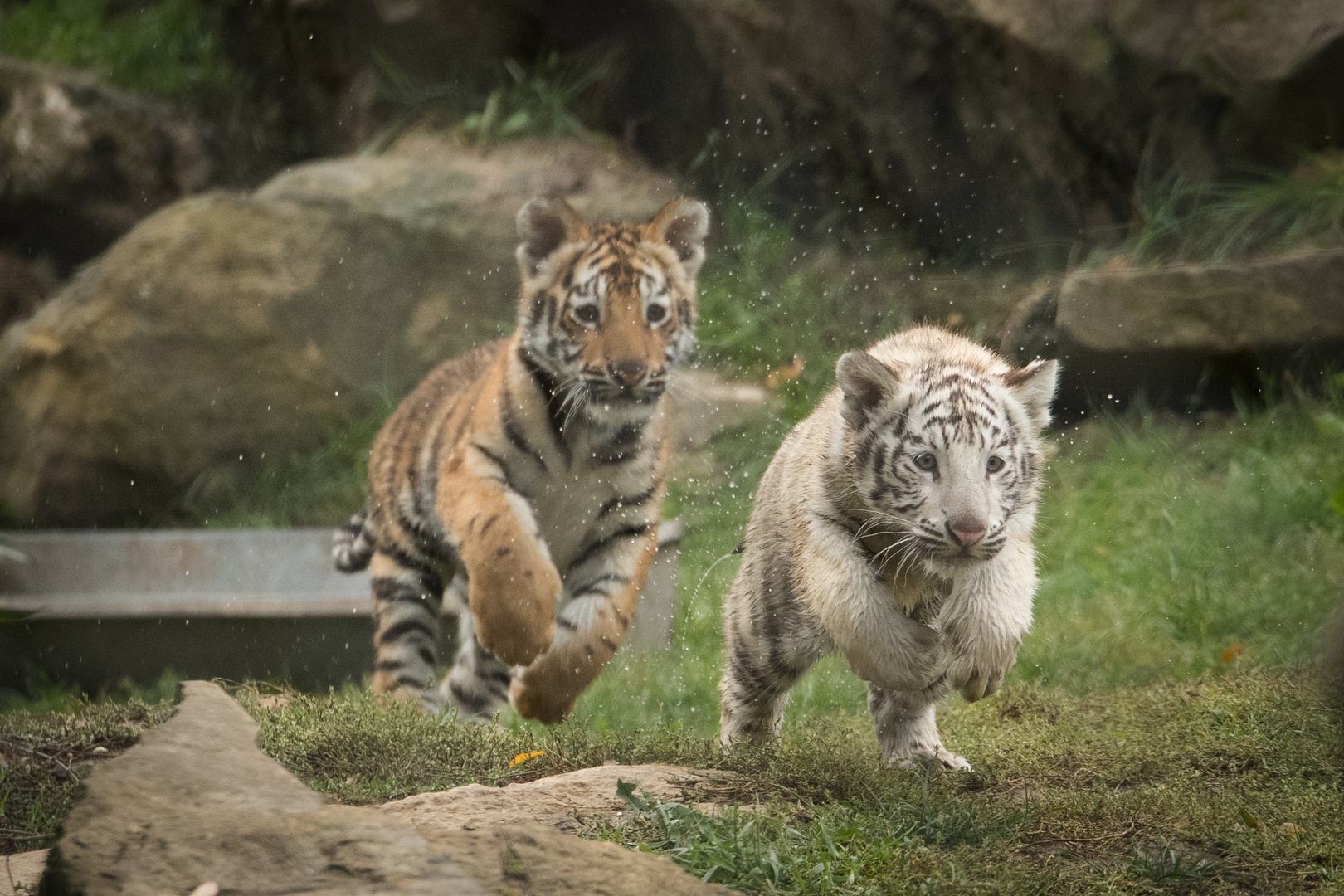 Tigernachwuchs Monde Verde (Niederlande)