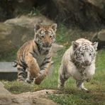 Tigernachwuchs Monde Verde (Niederlande)