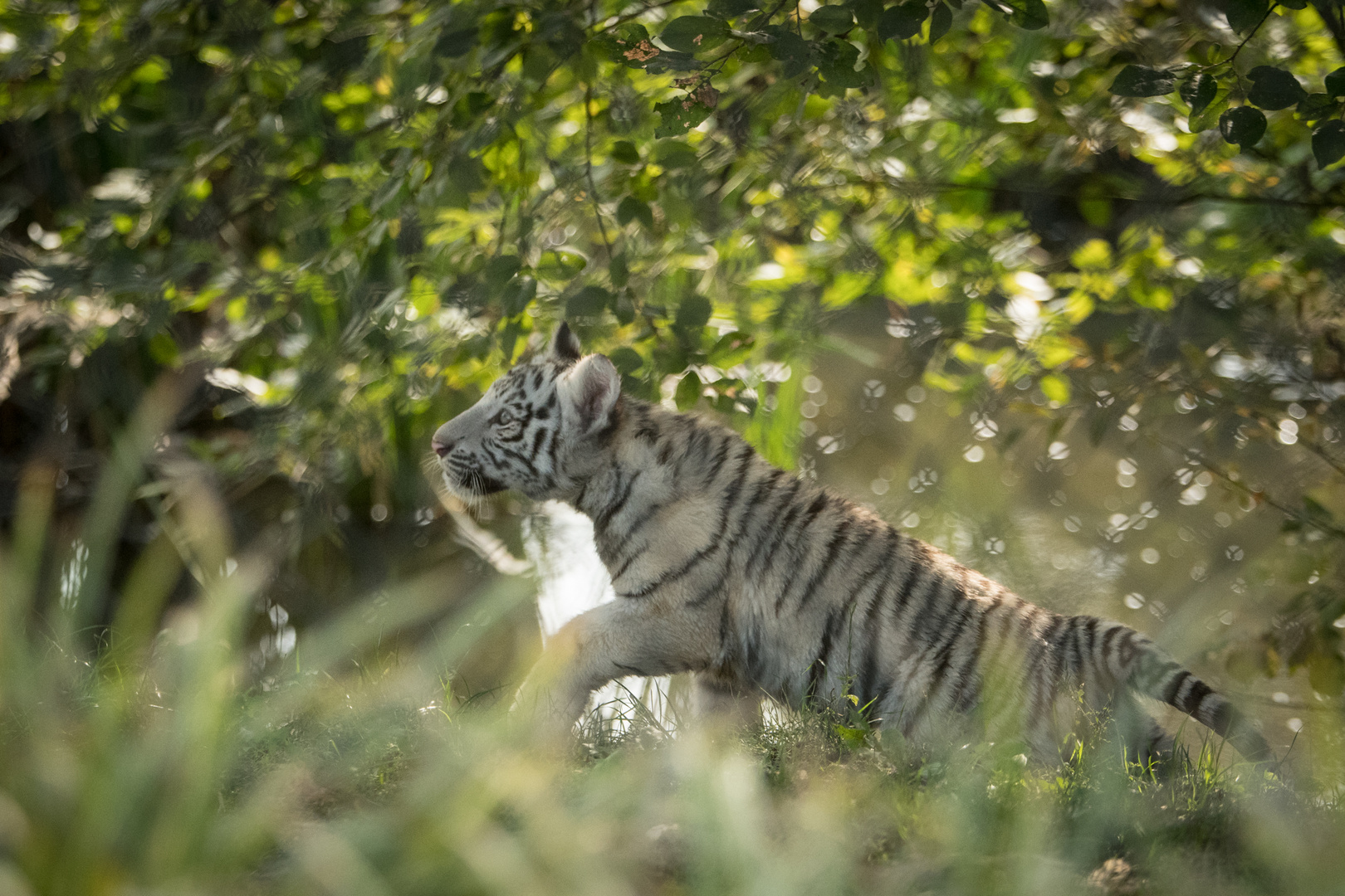 Tigernachwuchs Monde Verde (Niederlande)