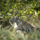 Tigernachwuchs Monde Verde (Niederlande)