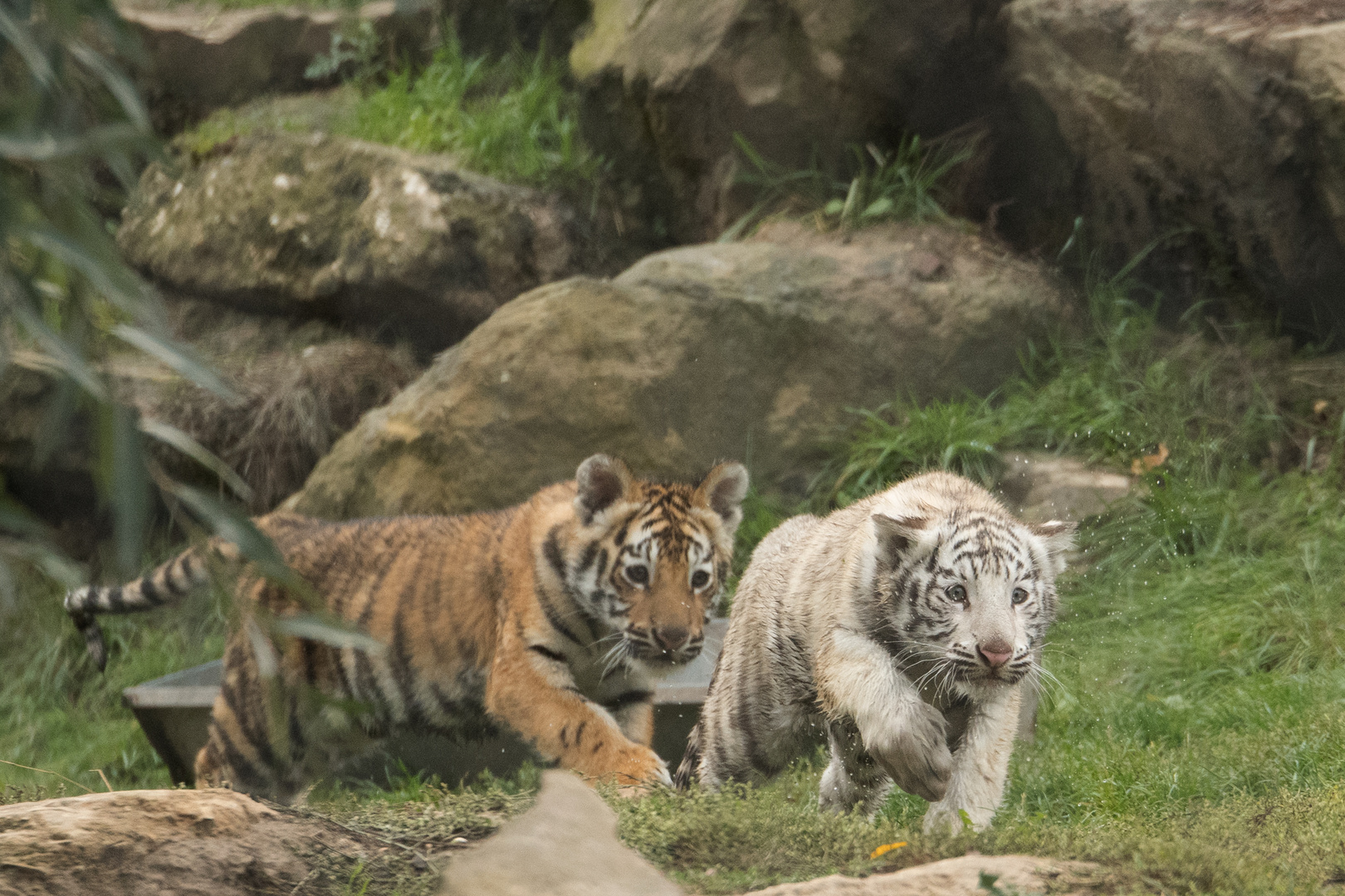 Tigernachwuchs Monde Verde (Niederlande)