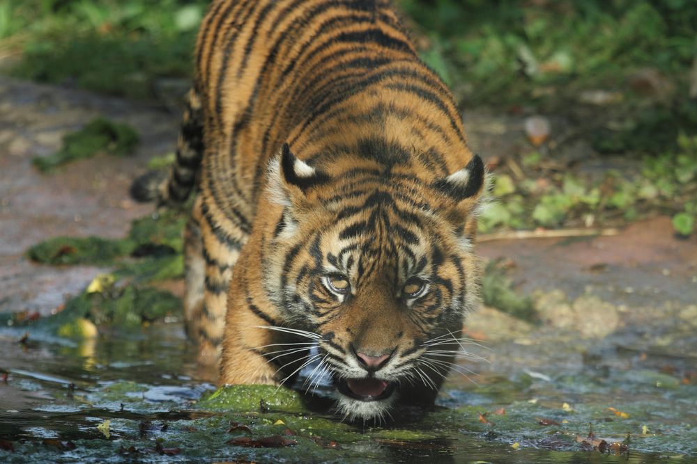 Tigernachwuchs Zoo Krefeld