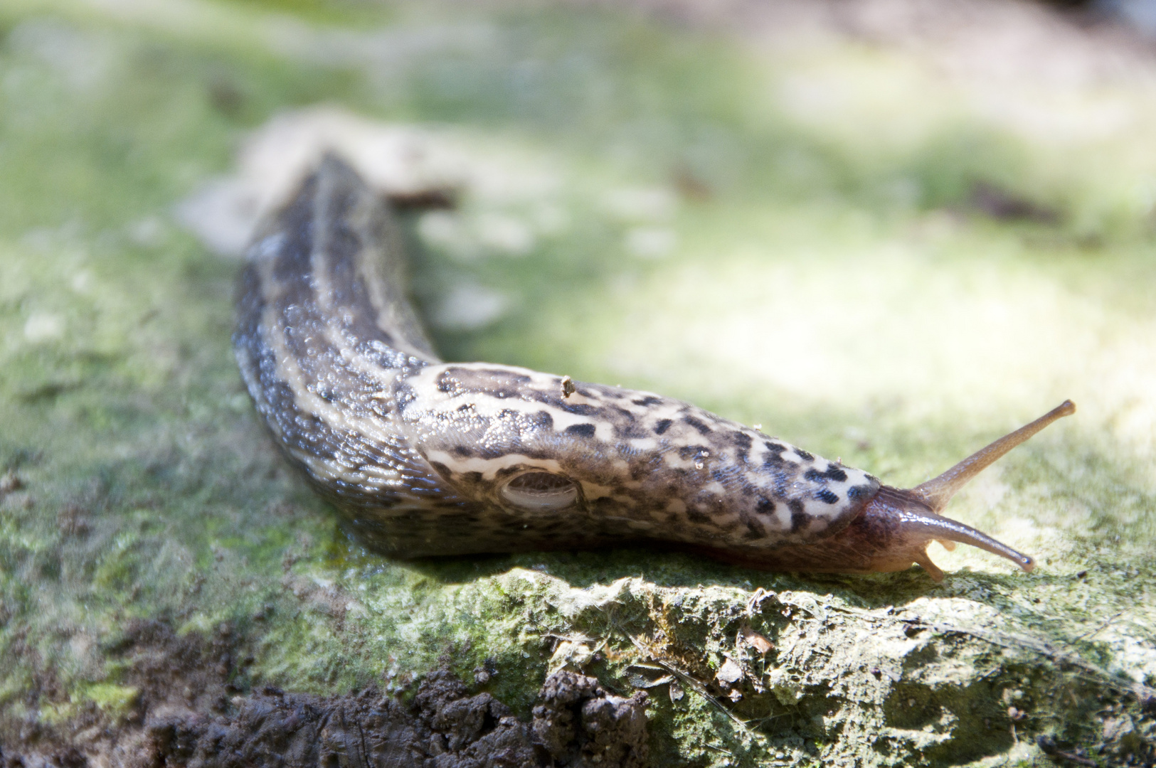 Tigernacktschnecke