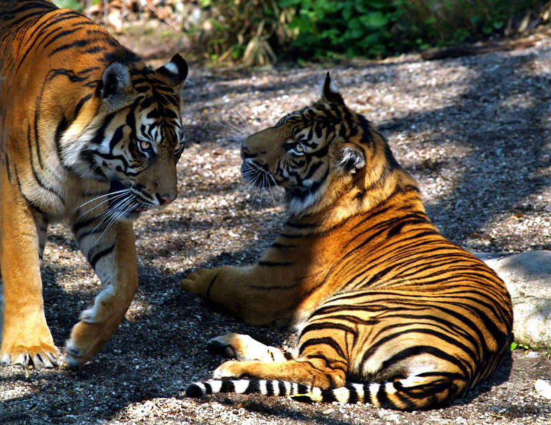 Tigerpaar