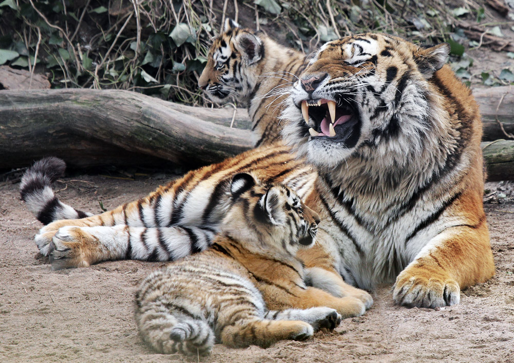 Tigerpapa mit Nachwuchs
