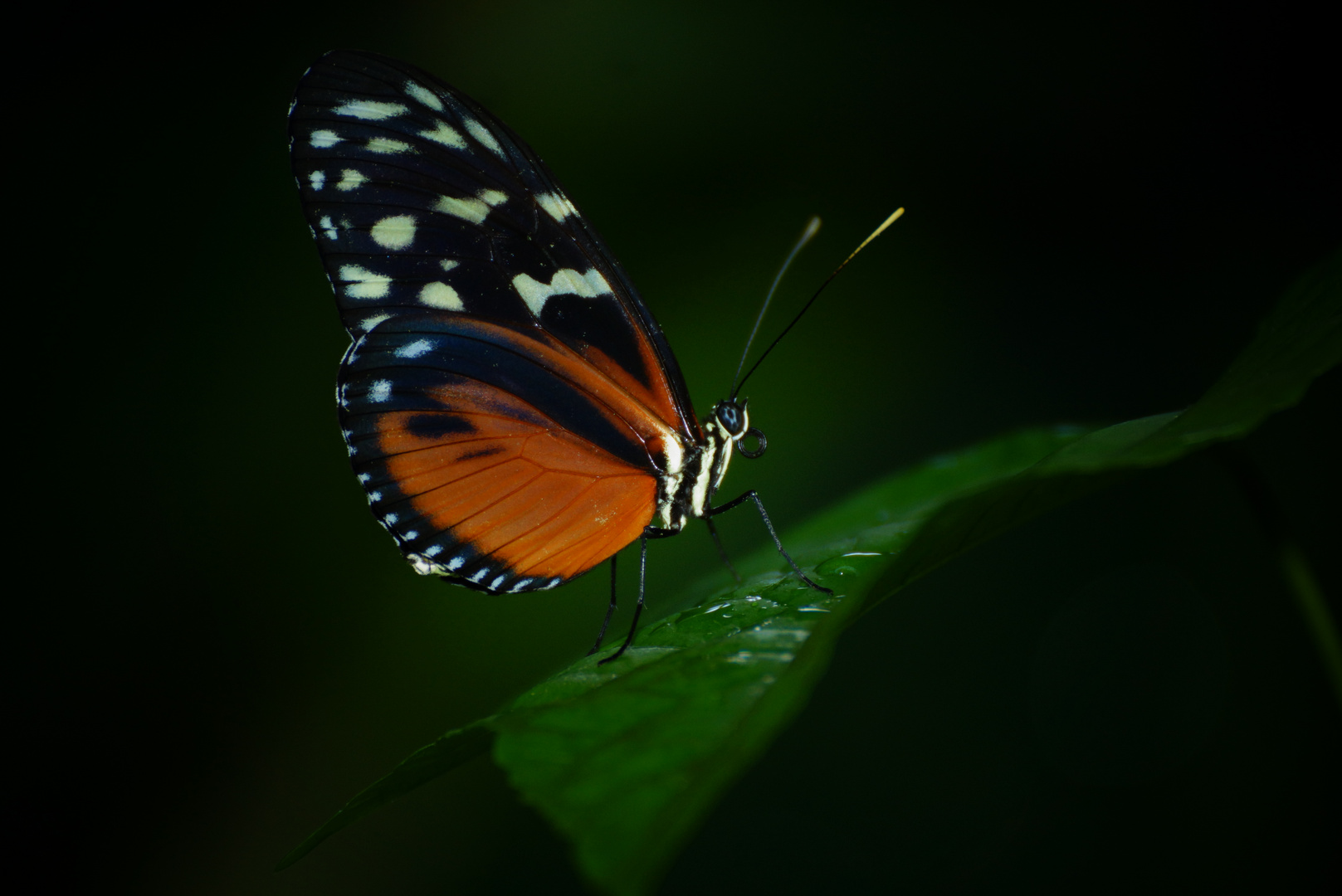 Tigerpassionsblumenfalter