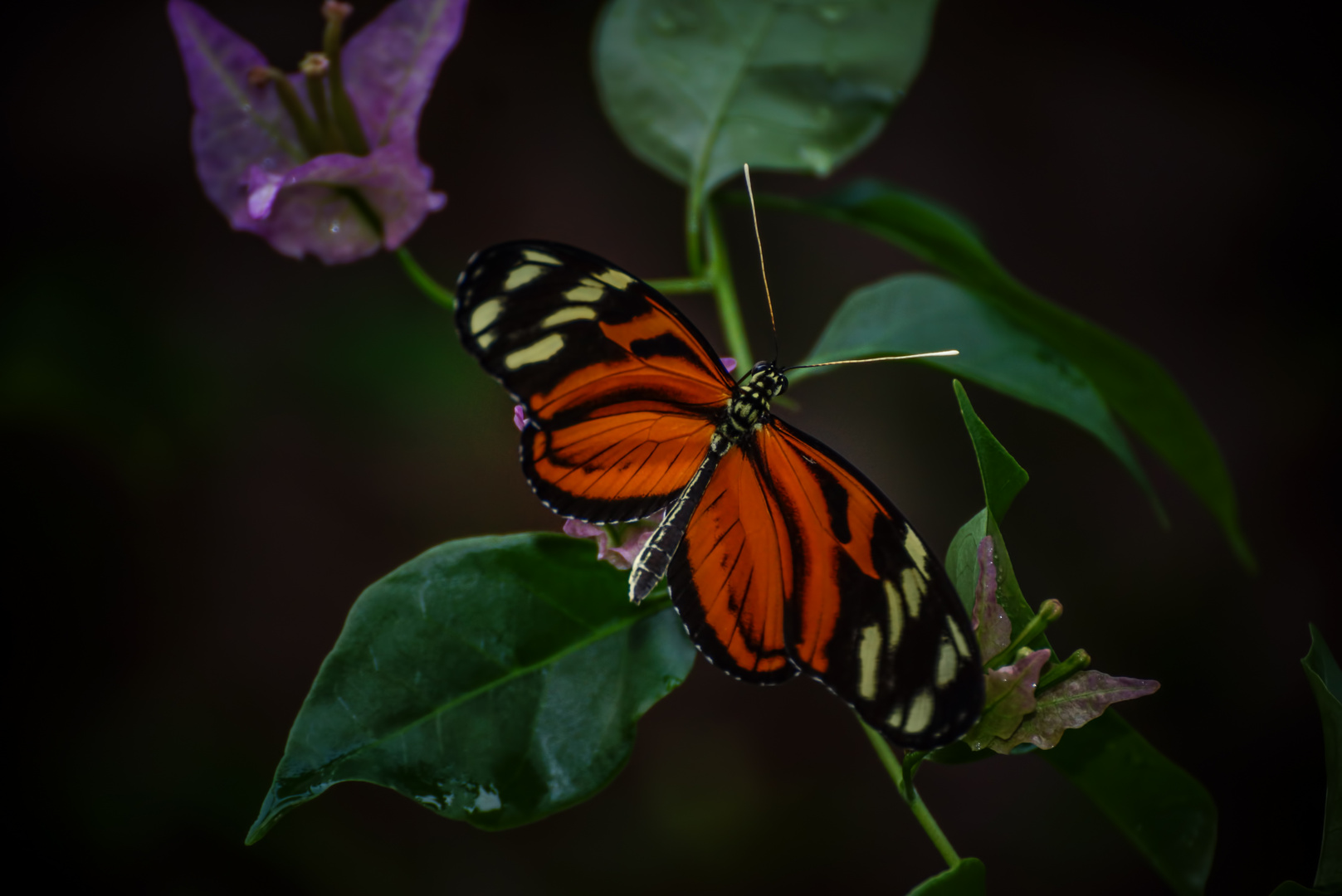 Tigerpassionsblumenfalter Schmetterling