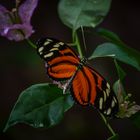 Tigerpassionsblumenfalter Schmetterling