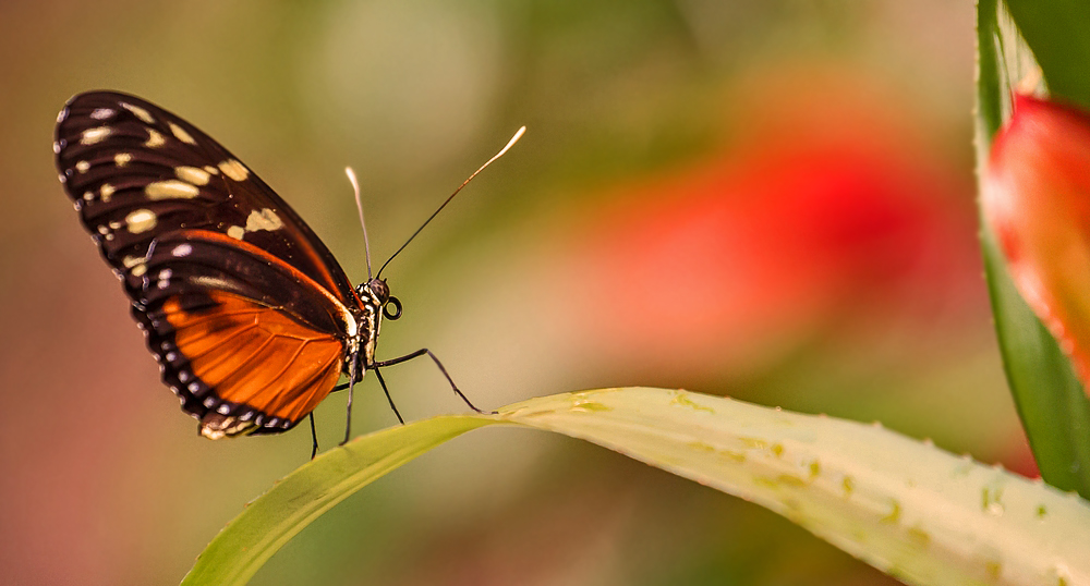 Tigerpassionsfalter auf Blatt angerichtet