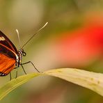 Tigerpassionsfalter auf Blatt angerichtet