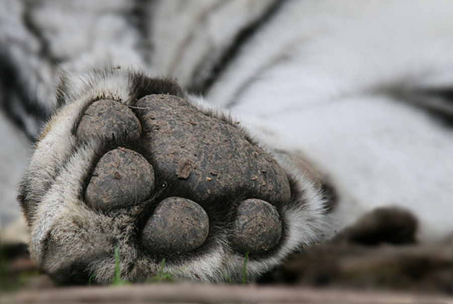 Tigerpfötchen