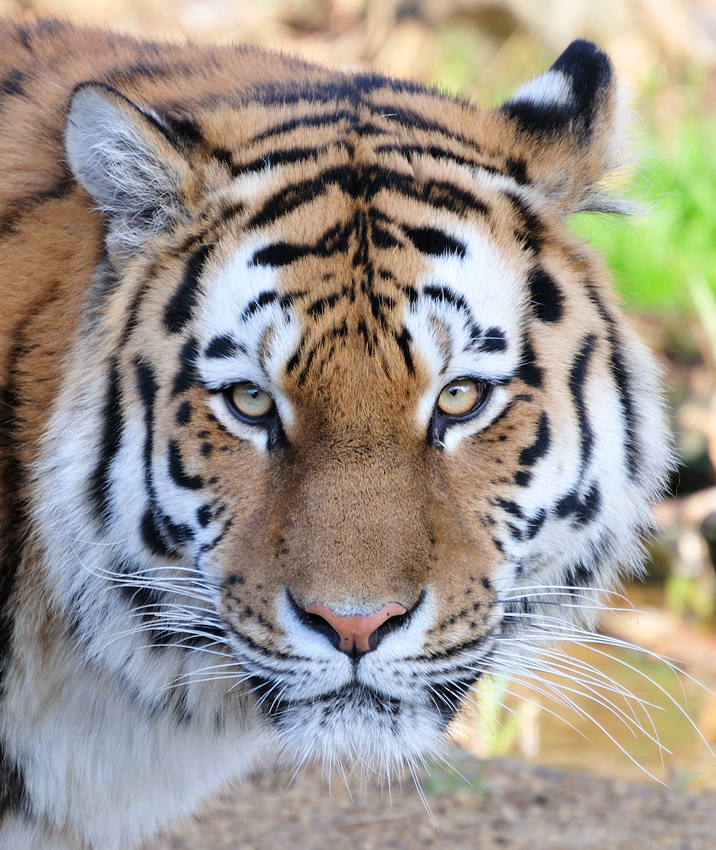 Tigerporträt