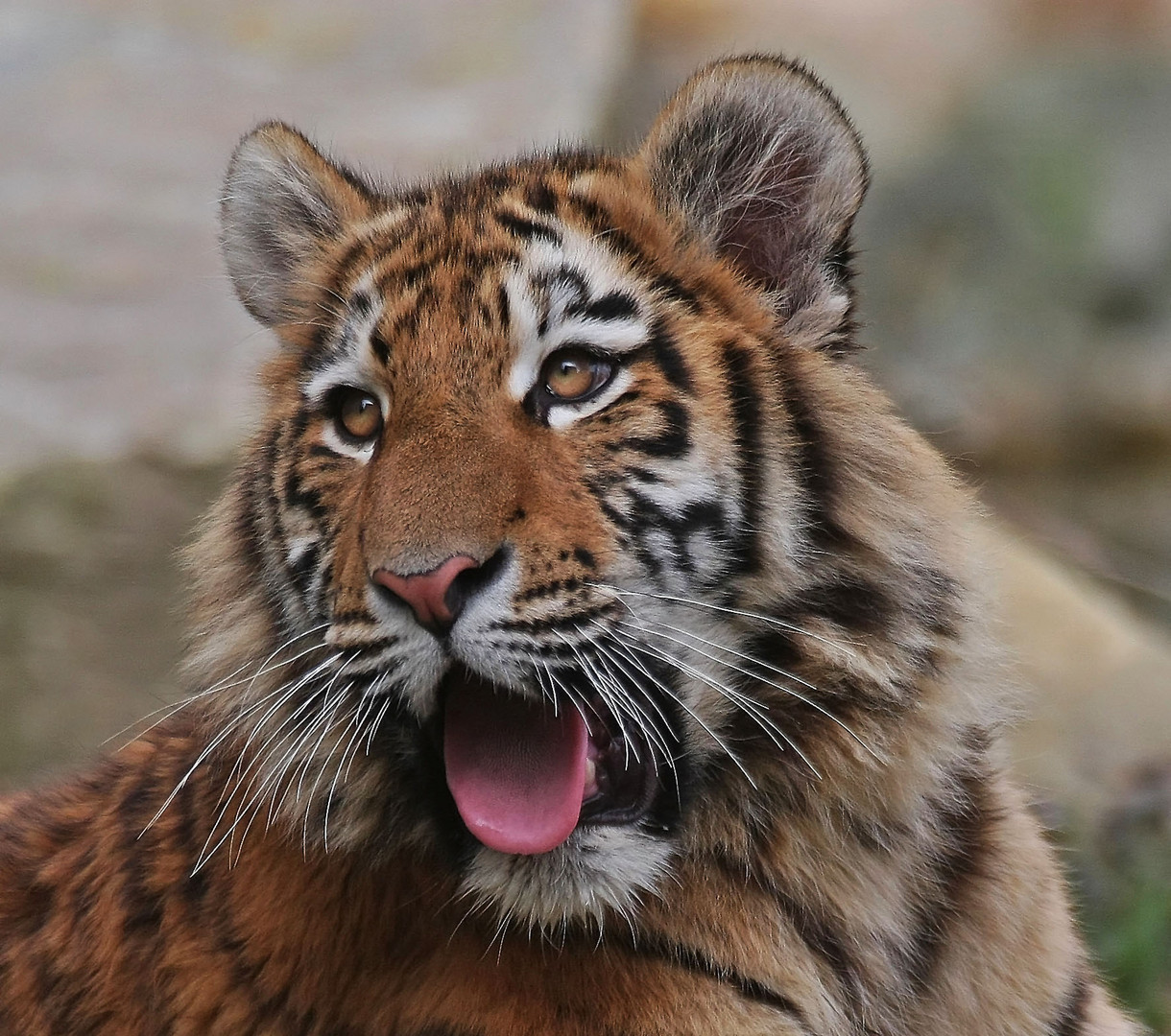 Tigerportrait