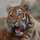 Tigerportrait