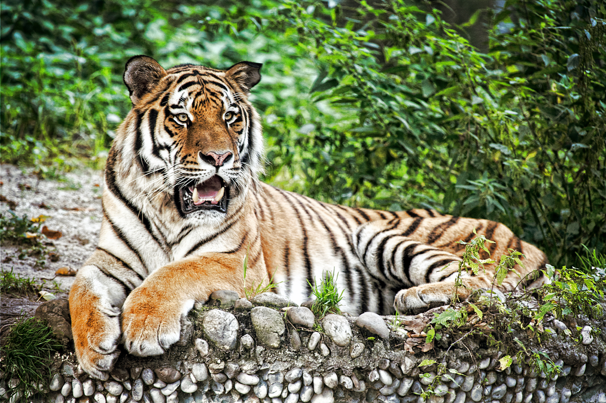 Tigerportrait