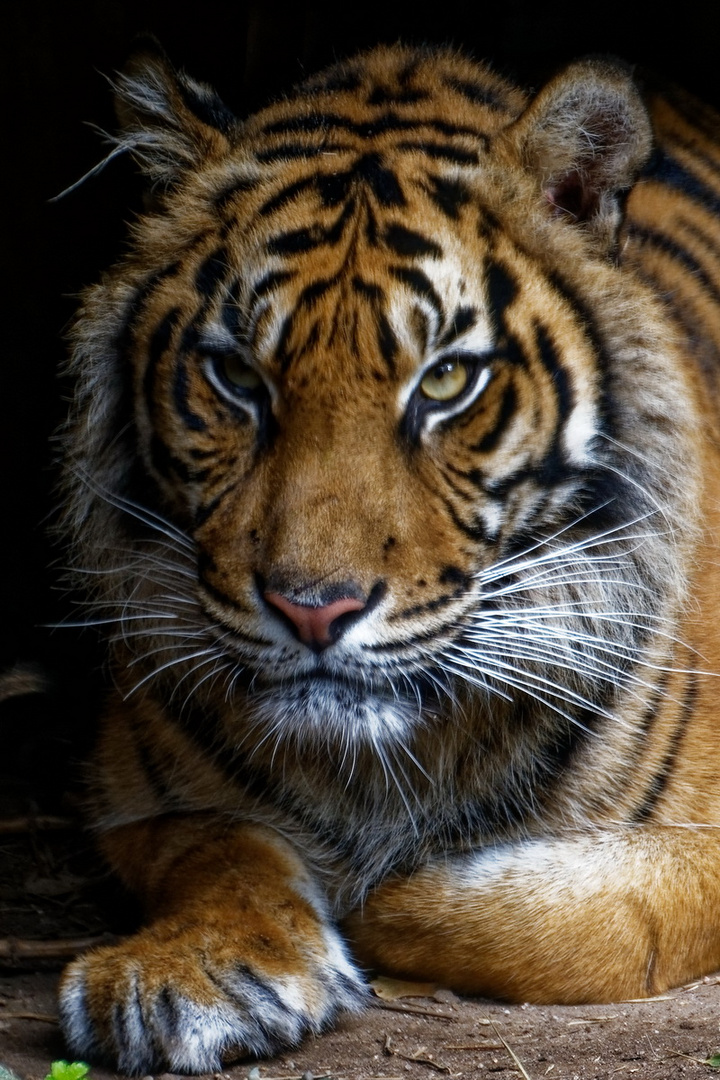 Tigerportrait