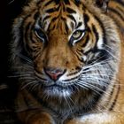 Tigerportrait