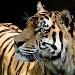 Tigerportrait-2
