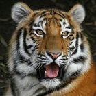 TigerPortrait