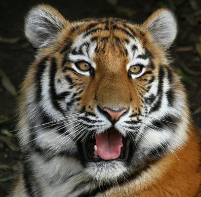 TigerPortrait