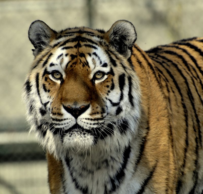 Tigerportrait