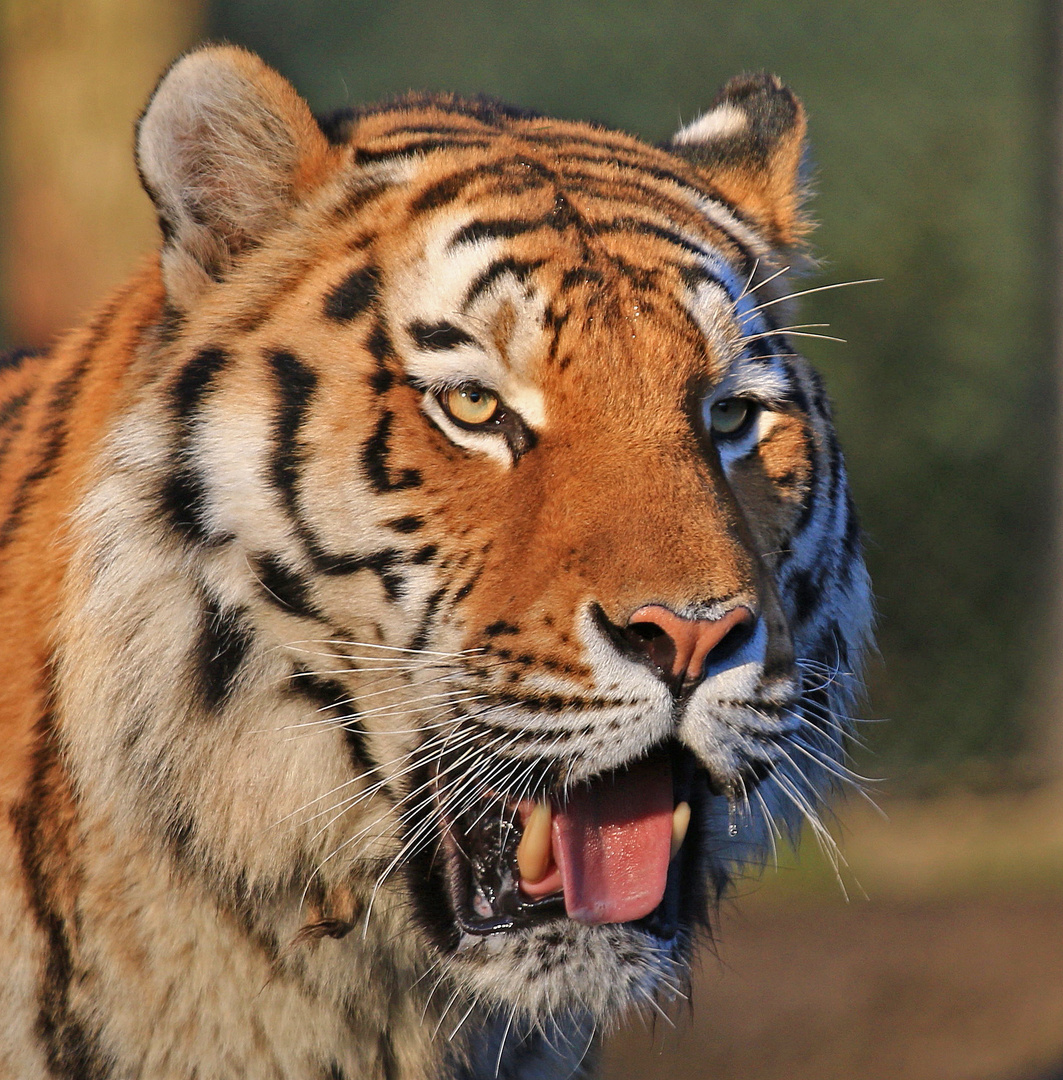 Tigerportrait