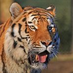 Tigerportrait