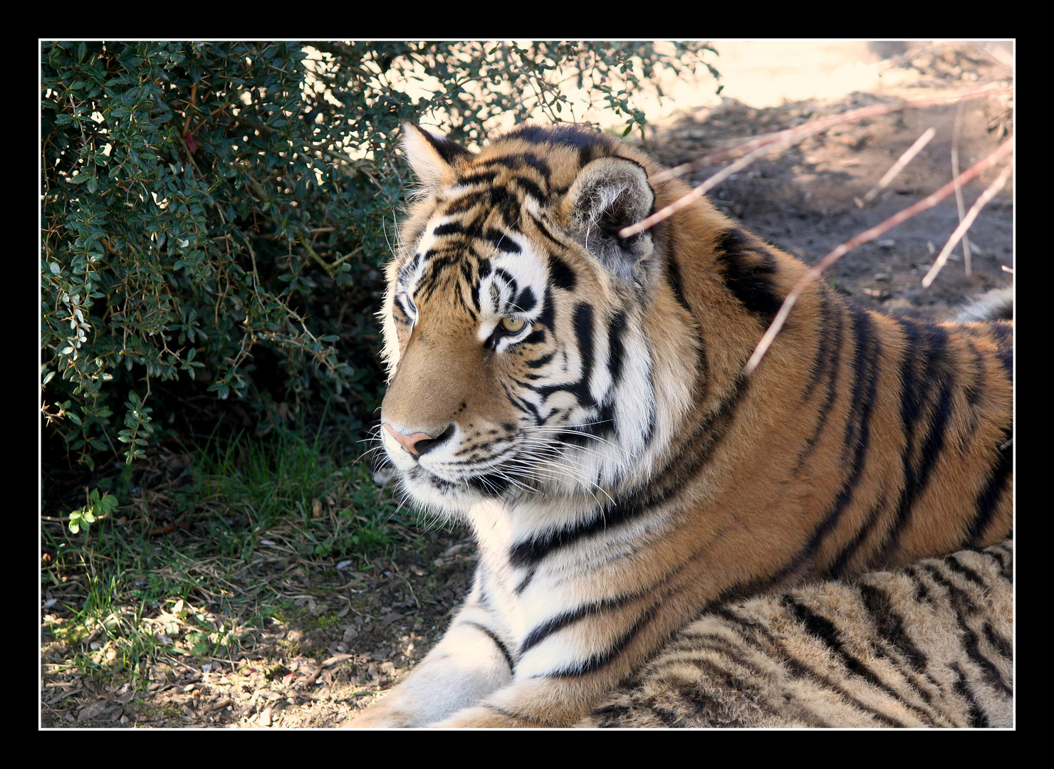 Tigerportrait