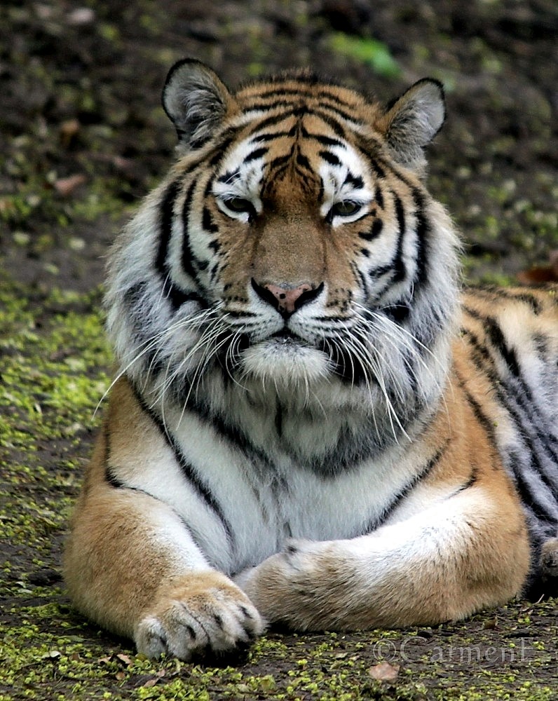 Tigerportrait