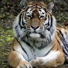 Tigerportrait