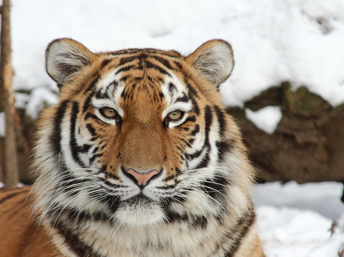 Tigerportrait