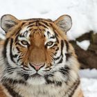 Tigerportrait