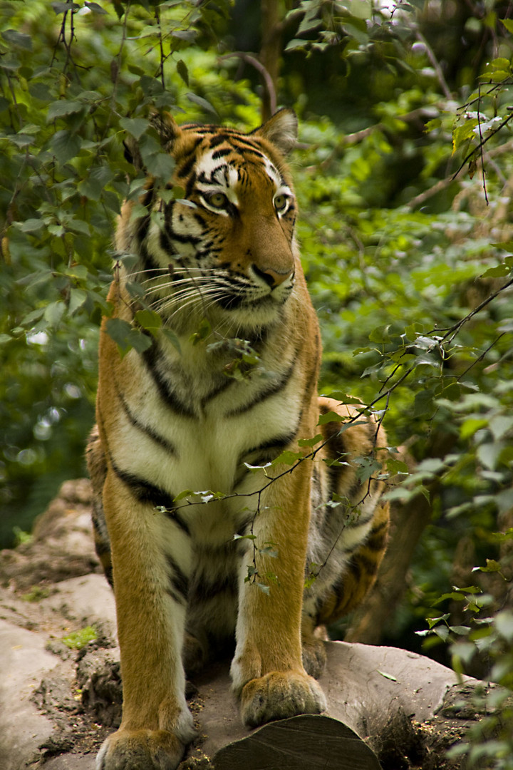 Tigerportrait